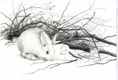 беляк зимой.jpg