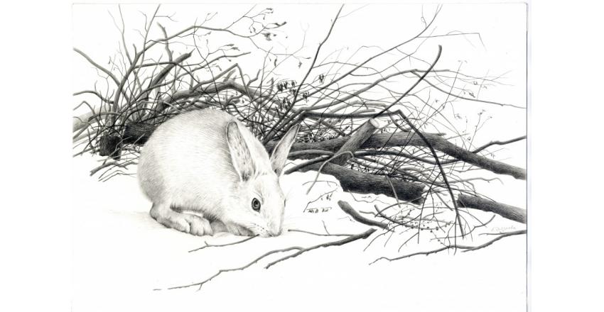 беляк зимой.jpg